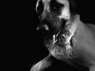 Neylan - Kangal Dog