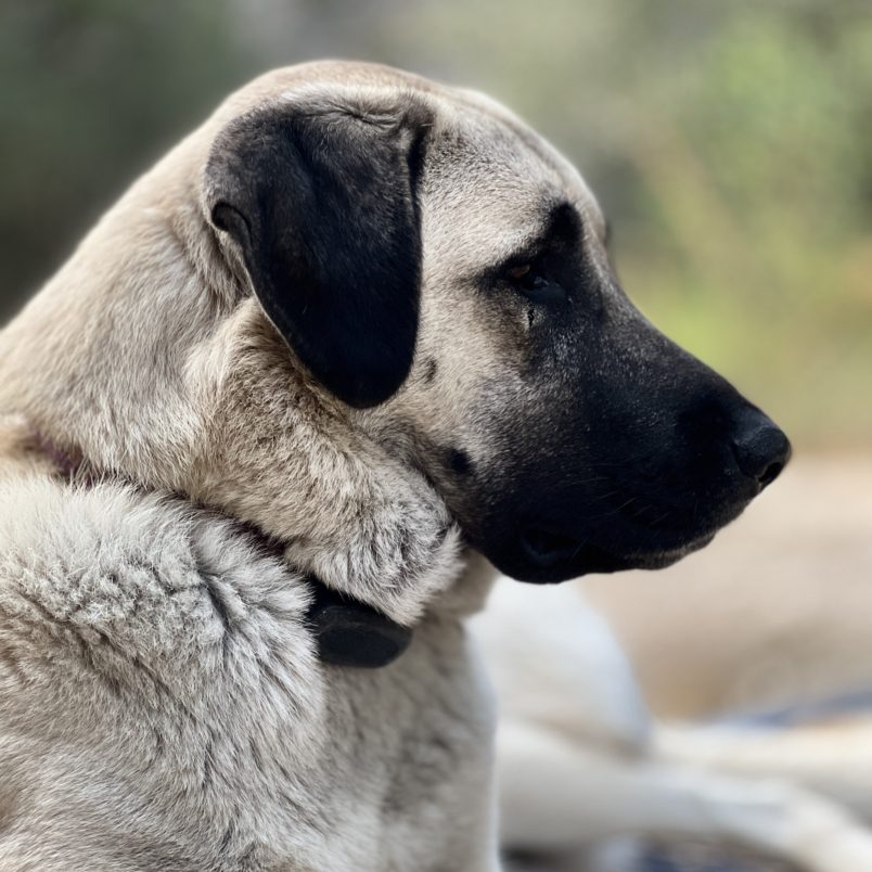 Neylan - Kangal Dog