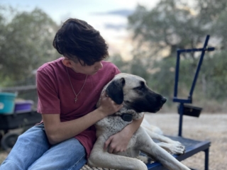 Neylan - Kangal Dog