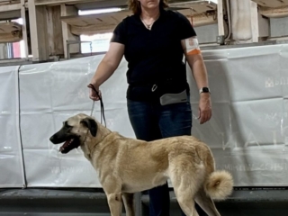 Neylan - Kangal Dog