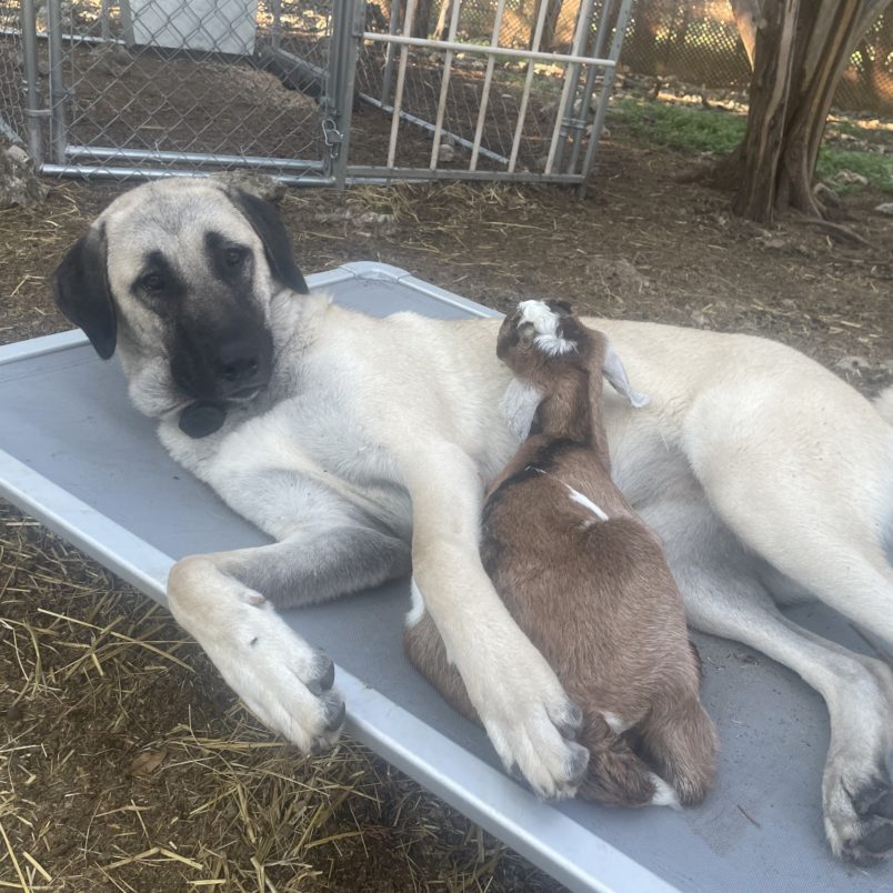 Neylan - Kangal Dog