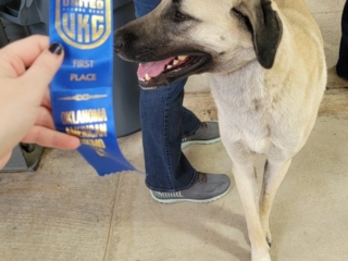 Neylan - Kangal Dog