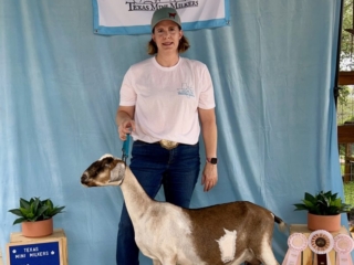 Rafter O Four Leaf Clover - Grand Champion Mini Nubian Senior Doe, Best Udder x 2 Rafter O Four Leaf Clover - Grand Champion Mini Nubian Senior Doe, Best Udder x 2