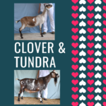 View 2024 Clover x Tundra