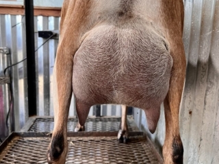 Rafter O Four Leaf Clover - Rear Udder Rafter O Four Leaf Clover - Rear Udder