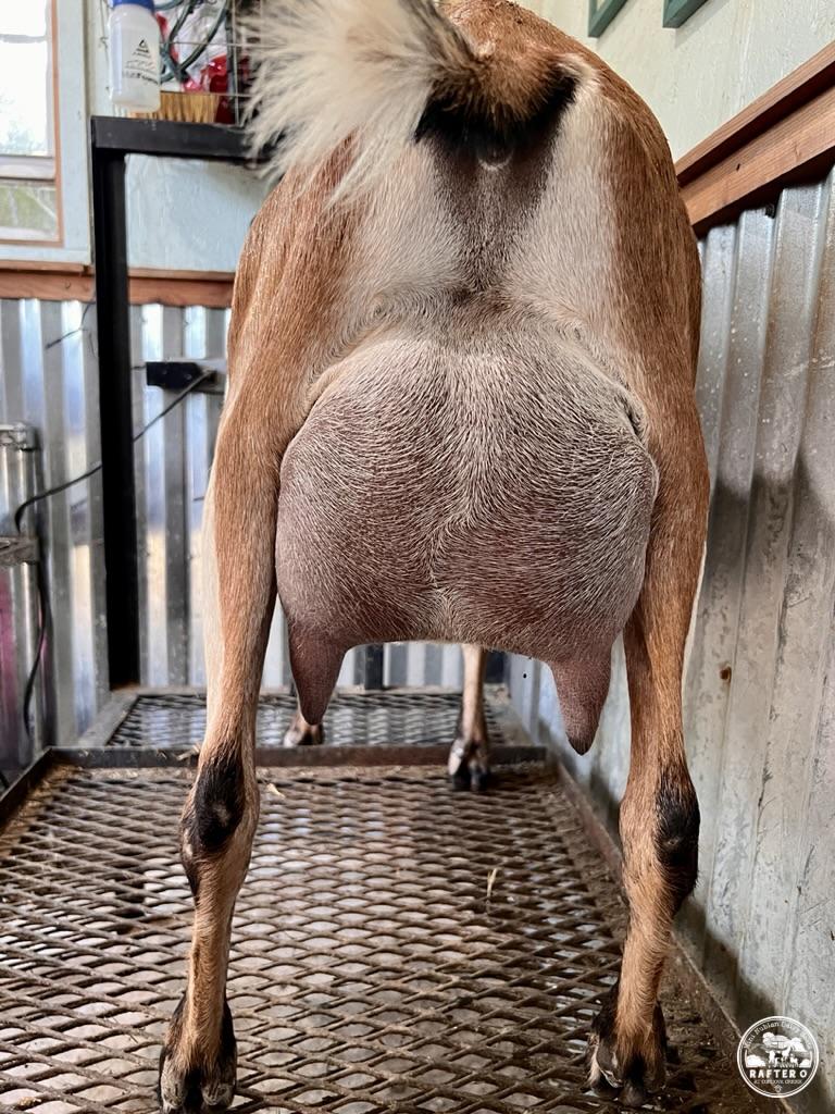 Rafter O Four Leaf Clover - Rear Udder