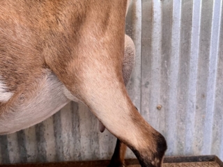 Rafter O Four Leaf Clover - Side Udder Rafter O Four Leaf Clover - Side Udder
