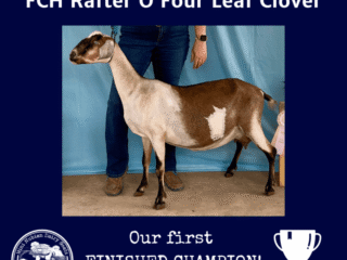 FCH Rafter O Four Leaf Clover FCH Rafter O Four Leaf Clover