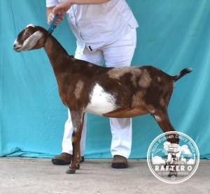 Rafter O Lightning Sprite - Mini Nubian Doe