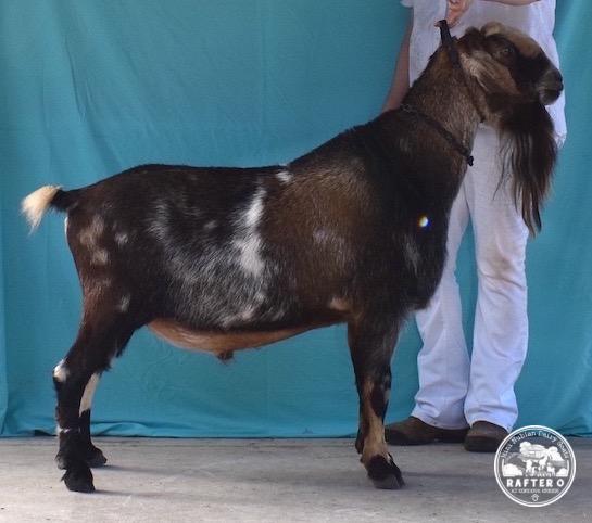 Fall 2023 - Blackberry's BQ Frozen Tundra *B Blackberry's BQ Frozen Tundra *B - Mini Nubian Buck