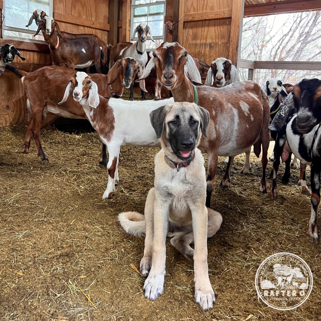 Neylan - Kangal Dog