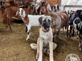 Neylan - Kangal Dog