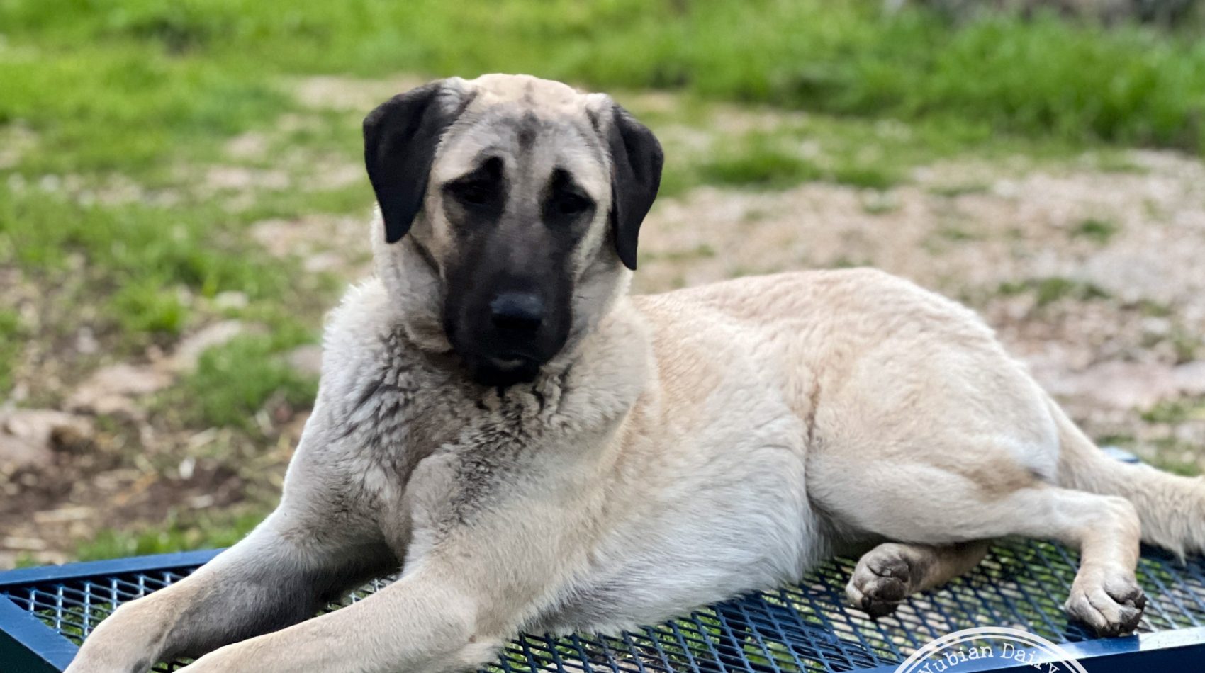 Neylan - Kangal Dog