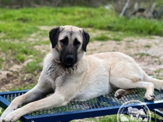 Neylan - Kangal Dog
