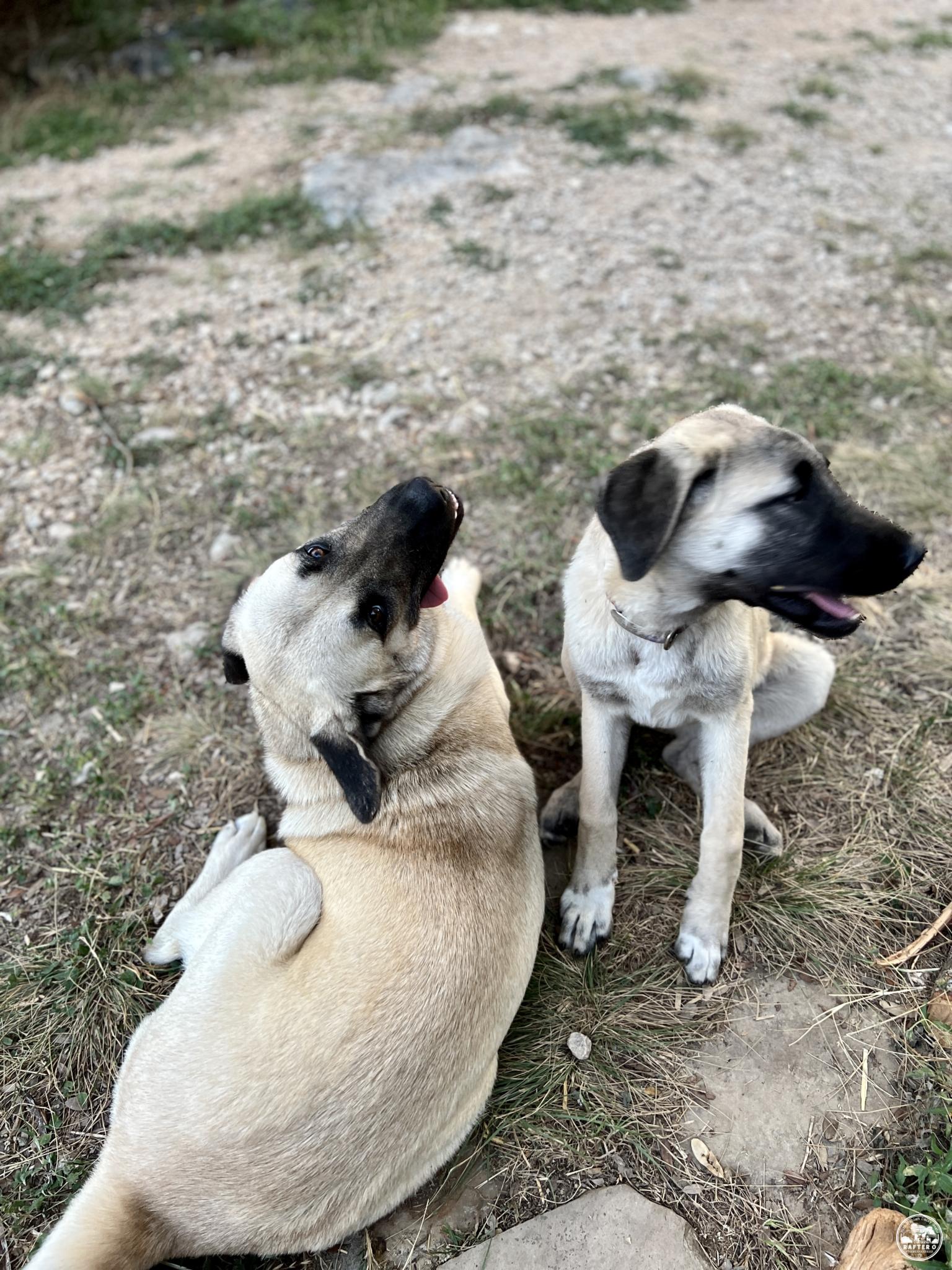 Beyza and Neylan - Kangal Dogs