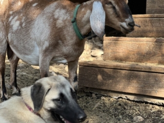 Neylan - Kangal Dog