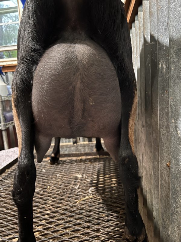 Rafter O Wild Verbena - Mini Nubian - Rear Udder