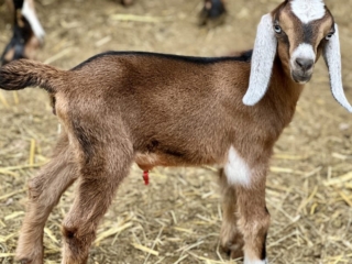 Rafter O Desert Cottontail
