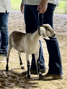 Rafter O Prickly Poppy - Mini Nubian Doe