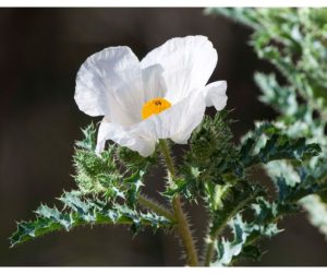 Prickly Poppy - Flower