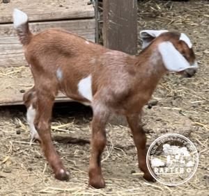 Rafter O Snow Flurry - Mini Nubian Doeling