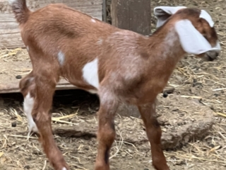 Rafter O Snow Flurry - Mini Nubian Doeling