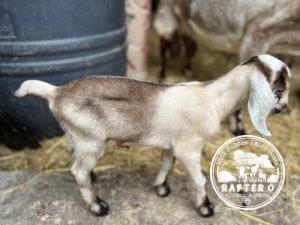 Rafter O Summer Tanager - Mini Nubian Doeling