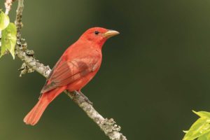 Summer Tanager