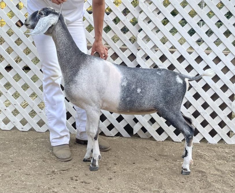 Blackberry's BE Fluorite - Mini Nubian Doe