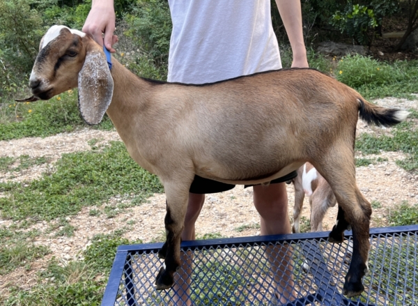 Rafter O Buffalo Grass "Tatonka"