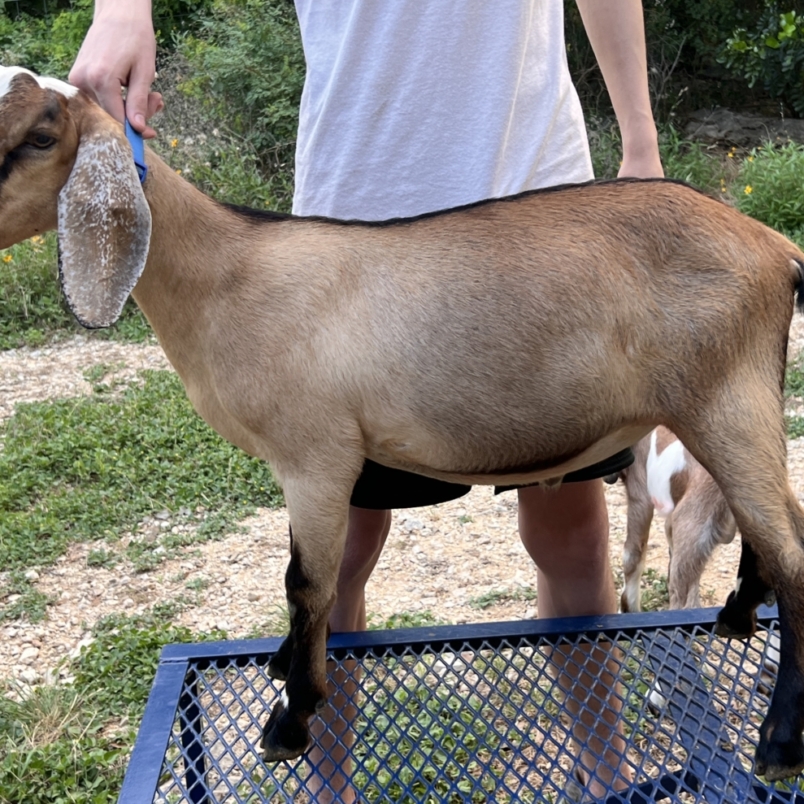 Rafter O Buffalo Grass "Tatonka"