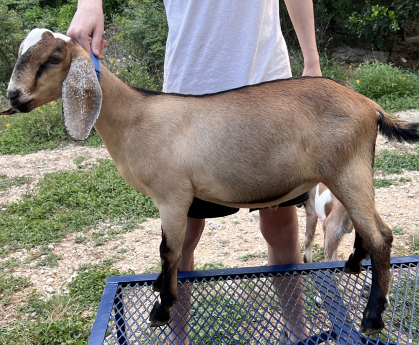 Rafter O Buffalo Grass "Tatonka"