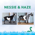 View 2025 Nessie x Haze