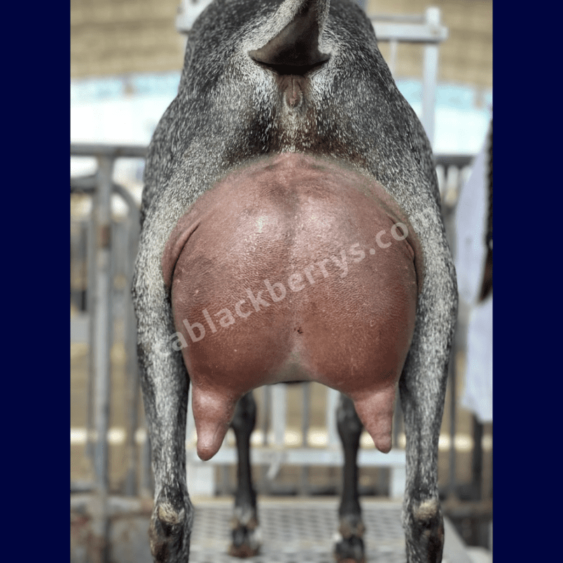 DSD: GCH Ca Blackberry&#039;s WP Glass Slipper 2*M - Rear Udder