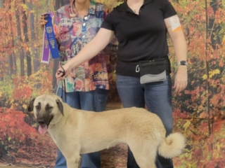 Neylan - Kangal Dog