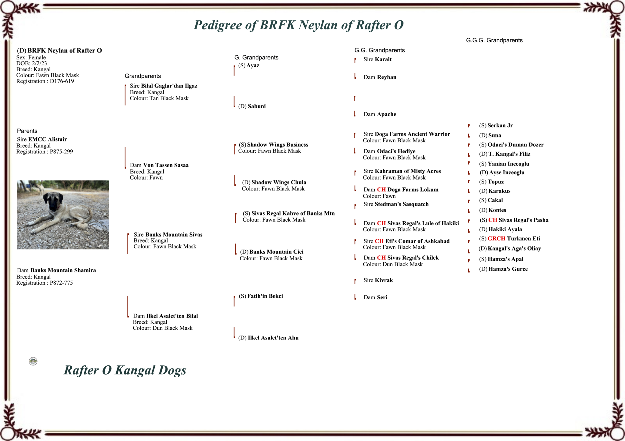 BRFK Neylan of Rafter O - pedigree