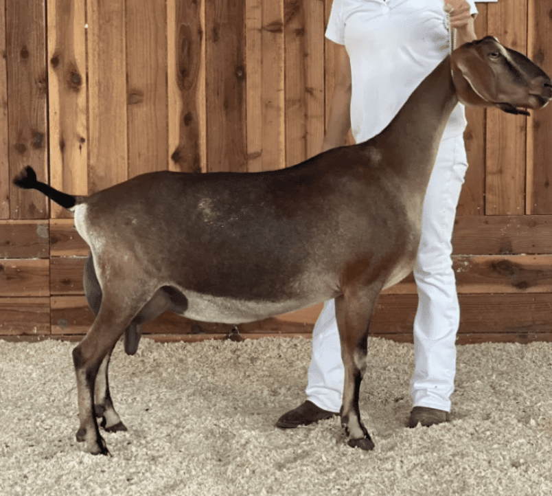 Sire&#039;s Dam: GCH CA Blackberry’s TB Mat Trang 3*M