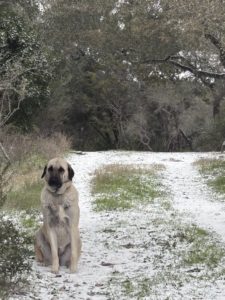 Beyza - Kangal Dog