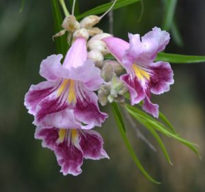 Desert Willow