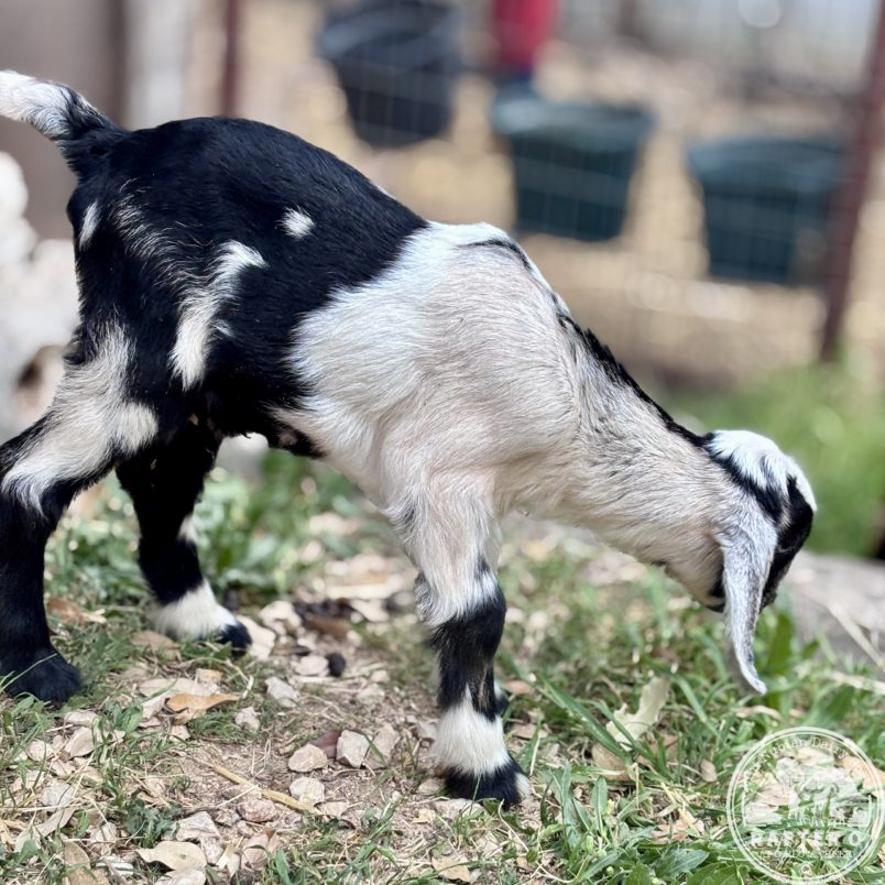 Rafter O Desert Willow - Mini Nubian Doeling