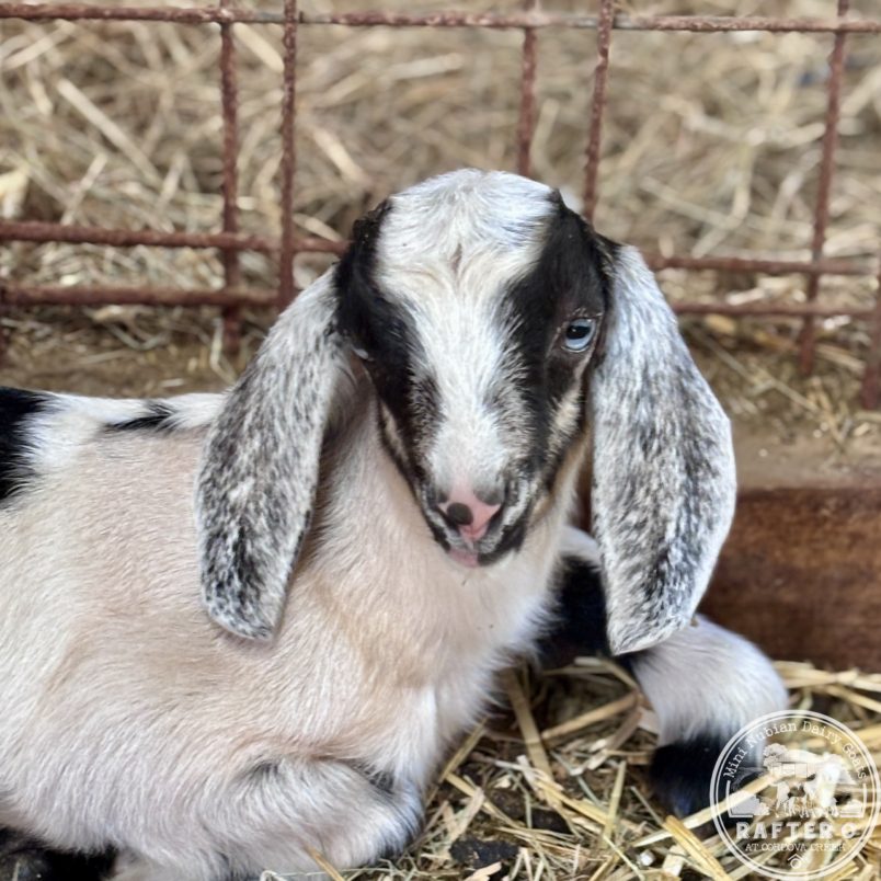 Rafter O Desert Willow - Mini Nubian Doeling