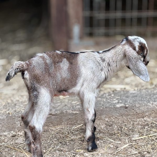 Rafter O Ring-tailed Cat "Ringo" - Mini Nubian Doeling