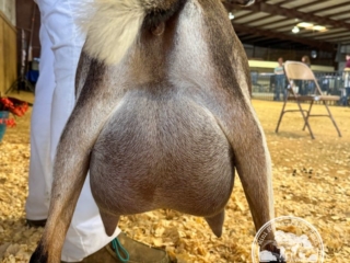 Rafter O Four Leaf Clover - Best Udder of Breed Rafter O Four Leaf Clover - Best Udder of Breed