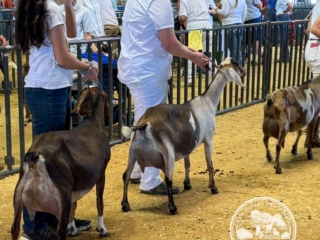 Rafter O Four Leaf Clover - Best of Breed - Mini Nubian Doe Rafter O Four Leaf Clover - Best of Breed - Mini Nubian Doe