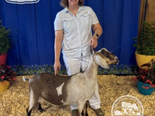Rafter O Four Leaf Clover - Best of Breed - Mini Nubian Doe Rafter O Four Leaf Clover - Best of Breed - Mini Nubian Doe