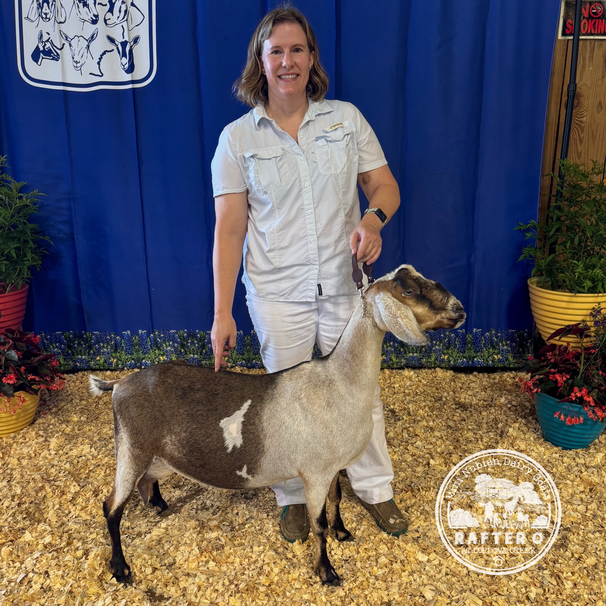 Rafter O Four Leaf Clover - Best of Breed - Mini Nubian Doe