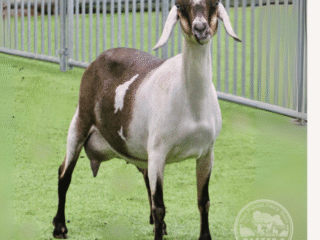 Rafter O Four Leaf Clover - Best of Breed - Mini Nubian Doe Rafter O Four Leaf Clover - Best of Breed - Mini Nubian Doe