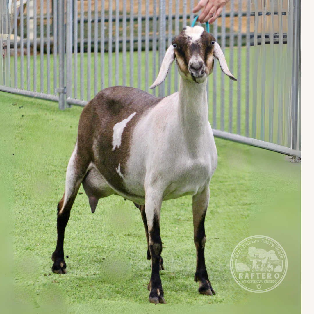 Rafter O Four Leaf Clover - Best of Breed - Mini Nubian Doe