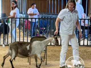 Rafter O Four Leaf Clover - Best of Breed - Mini Nubian Doe Rafter O Four Leaf Clover - Best of Breed - Mini Nubian Doe