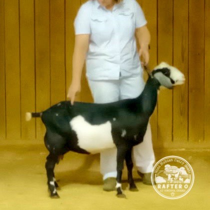 Rafter O Water Bug "Nessie" - Mini Nubian Doe